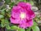 shizen.jpg(1249 byte)