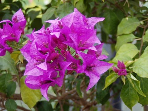 12P2230124_w.jpg(37793 byte)