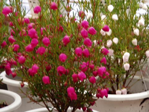 4P2230122_w.jpg(46204 byte)
