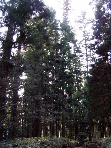 16P2210074_w.jpg(52425 byte)