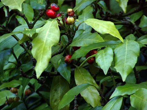 17P2210078_w.jpg(39029 byte)