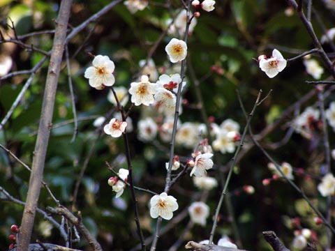 5P2210041_w.jpg(36662 byte)