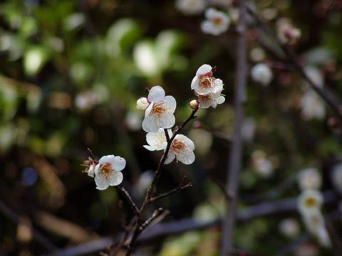 6P2210042w.jpg(21321 byte)