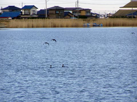 26P2220178w.jpg(44926 byte)