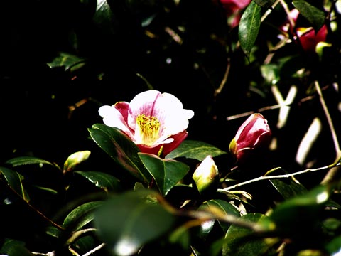 9P2220049_w.jpg(31409 byte)