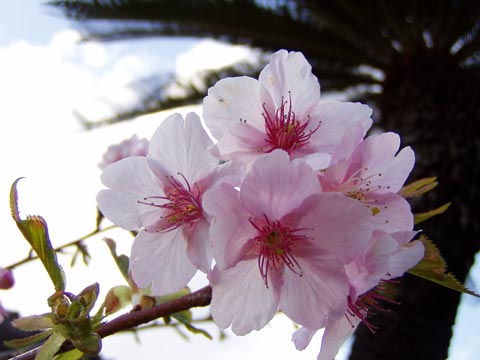 20P2220082w.jpg(27776 byte)