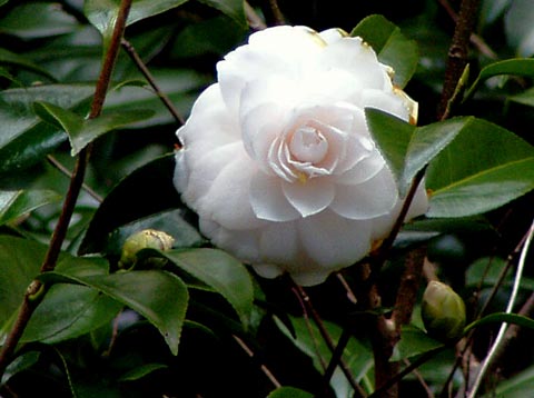 3P2220052_w.jpg(32030 byte)