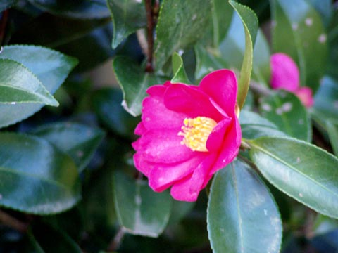 4P2220054w.jpg(27346 byte)